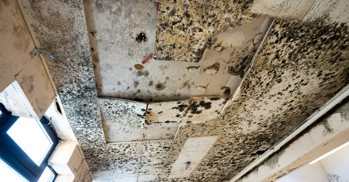 5 signs of black mold