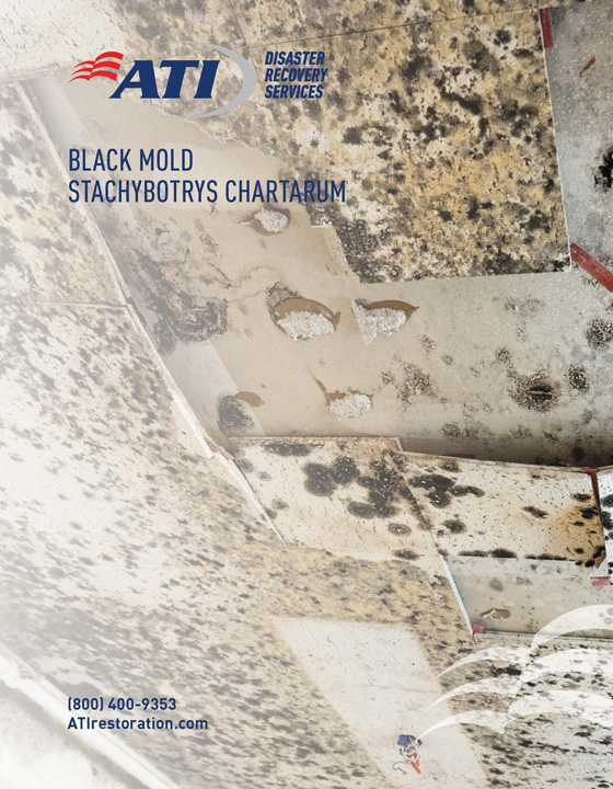 Black Mold: Stachybotrys Chartarum