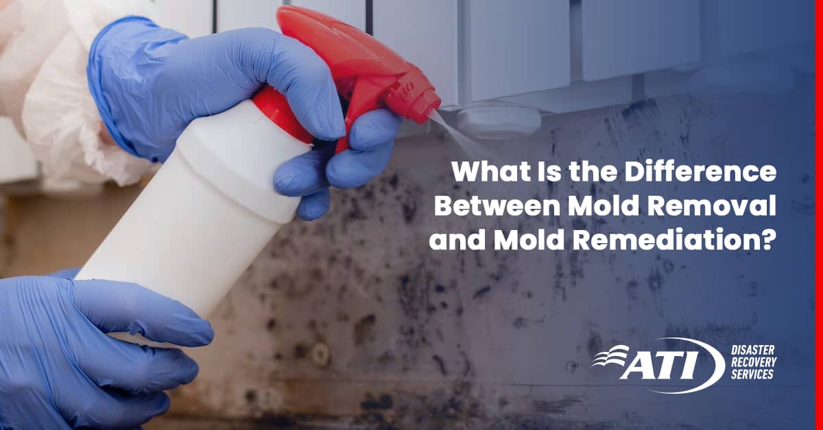 Mold Remediation