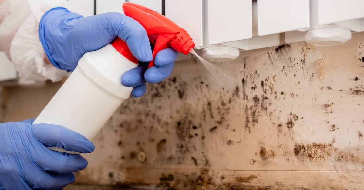 mold removal vs mold remediation